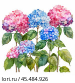 Colorful hydrangeas blooming in a garden watercolor painting. Стоковое AI-изображение, AI-художник Иван Рябоконь / Фотобанк Лори
