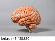 Realistic anatomical model of human brain showing cerebrum, cerebellum, and brainstem. Стоковое AI-изображение, AI-художник Иван Рябоконь / Фотобанк Лори