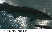 Shark movement in the closest possible state. Стоковое видео, видеограф Vladislav Baranov / Фотобанк Лори