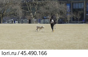 A woman plays with a dog in a clearing, throwing a ball to the dog on a warm winter day. Стоковое видео, видеограф Vladislav Baranov / Фотобанк Лори