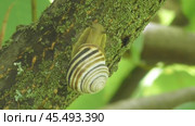 Улитка Австрийская цепея или Cepaea vindobonensis. Стоковое видео, видеограф Александр Мамонтов / Фотобанк Лори