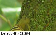 Улитка Австрийская цепея или Cepaea vindobonensis. Стоковое видео, видеограф Александр Мамонтов / Фотобанк Лори