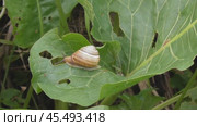 Улитка Австрийская цепея или Cepaea vindobonensis. Стоковое видео, видеограф Александр Мамонтов / Фотобанк Лори