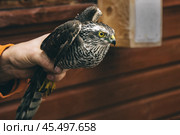 Eurasian sparrowhawk or Accipiter nisus in hand in Fringilla field ornithological station. in the Curonian Spit National Park. . Russia. Стоковое фото, фотограф Elena Odareeva / Фотобанк Лори
