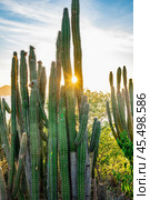 A bunch of cacti with a sun shining on them. Стоковое фото, фотограф Дмитрий Брусков / Фотобанк Лори