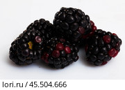 Fresh bramble on white background. Стоковое фото, фотограф Яков Филимонов / Фотобанк Лори