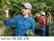 Positive farmers picking avocados in fruit farm. Стоковое фото, фотограф Яков Филимонов / Фотобанк Лори