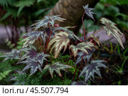 Ornamental foliage begonia. Стоковое фото, фотограф Юлия Бабкина / Фотобанк Лори