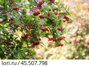 Viburnum berries, калина. Стоковое фото, фотограф Юлия Бабкина / Фотобанк Лори