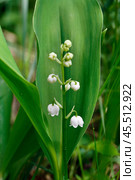Ландыш (лат. Convallaria) в зеленой траве. Крупный план.  Close-up of tender lily of the valley (lat. Convallaria) in green grass in spring forest. Vertical shot. Стоковое фото, фотограф Лариса Гордеева / Фотобанк Лори