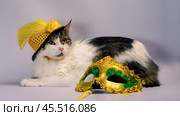 wicked cat in a yellow carnival hat with sequins and a feather n. Стоковое фото, фотограф Артем Курутин / Фотобанк Лори
