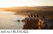 Cormorants perched on a rocky cliff overlooking the ocean during sunset in a serene coastal landscape. Стоковое AI-изображение, AI-художник Сергей Толмачёв / Фотобанк Лори