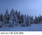 Заснеженный лес в полярную ночь (2018 год). Редакционное фото, фотограф Элина Христич / Фотобанк Лори