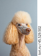 Portrait of adorable apricot poodle posing on gray background. Стоковое AI-изображение, AI-художник Юрий Поздников / Фотобанк Лори