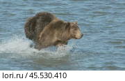 Brown bear hunts for salmon. Стоковое видео, видеограф Михаил Коханчиков / Фотобанк Лори