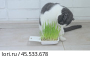 Cat is eating fresh green pet grass. White and grey Scottish fold cat sitting beside a plant pot with green sprouted oats. Natural hairball treatment. Concept of pet health and animal feeding guides. Стоковое видео, видеограф Ирина Михайличенко / Фотобанк Лори
