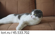 Scottish fold white and gray cat lying on the brown sofa at home. Pet concept. Стоковое видео, видеограф Ирина Михайличенко / Фотобанк Лори