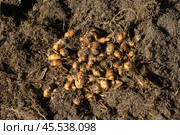 Клубеньки чуфы (земляной орех, земляной миндаль) на земле, сбор урожая. Стоковое фото, фотограф Елена Абдураманова / Фотобанк Лори