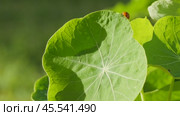 Ladybug on a large green leaf on a Sunny day. Стоковое видео, видеограф Виктор Тихонов / Фотобанк Лори