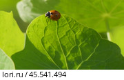 Ladybug on a large green leaf on a Sunny day. Стоковое видео, видеограф Виктор Тихонов / Фотобанк Лори