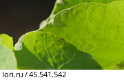 Ladybug on a large green leaf on a Sunny day. Стоковое видео, видеограф Виктор Тихонов / Фотобанк Лори