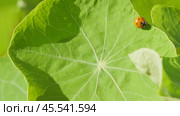 Ladybug on a large green leaf on a Sunny day. Стоковое видео, видеограф Виктор Тихонов / Фотобанк Лори