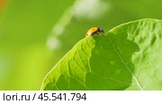 Ladybug on a large green leaf on a Sunny day. Стоковое видео, видеограф Виктор Тихонов / Фотобанк Лори