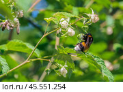 A bumblebee collects nectar from raspberry blossoms. Стоковое фото, фотограф Denis Shitikoff / Фотобанк Лори