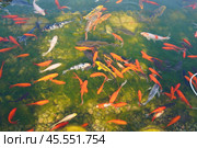koi fish and goldfish in the pond against the background of the green bottom. Стоковое фото, фотограф Abakumova Ekaterina / Фотобанк Лори