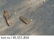 Autumn couples fallen from the tree, twigs, bark on the asphalt. View from the top. Стоковое фото, фотограф Abakumova Ekaterina / Фотобанк Лори