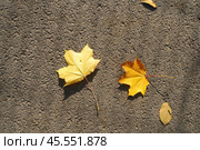 Three yellow fallen maple leaves on the ground. Стоковое фото, фотограф Abakumova Ekaterina / Фотобанк Лори