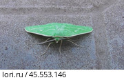 Бабочка Пяденица зелёная большая Geometra papilionaria. Стоковое видео, видеограф Александр Мамонтов / Фотобанк Лори