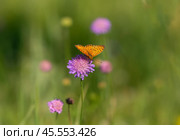 Бабочка шашечница Аталия (лат. Melitaea athalia) на луговом цветке. Стоковое фото, фотограф Олег Пученков / Фотобанк Лори
