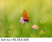 Бабочка шашечница Аталия (лат. Melitaea athalia) на луговом цветке. Стоковое фото, фотограф Олег Пученков / Фотобанк Лори