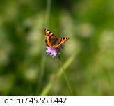 Бабочка крапивница (лат. Aglais urticae)  крупным планом на полевом цветке. Стоковое фото, фотограф Олег Пученков / Фотобанк Лори