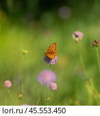 Бабочка шашечница Аталия (лат. Melitaea athalia) на луговом цветке. Стоковое фото, фотограф Олег Пученков / Фотобанк Лори