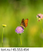 Бабочка шашечница Аталия (лат. Melitaea athalia) на луговом цветке. Стоковое фото, фотограф Олег Пученков / Фотобанк Лори