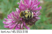 Восковик перевязанный или пестряк полосатый Trichius fasciatus. Стоковое видео, видеограф Александр Мамонтов / Фотобанк Лори