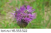 Восковик перевязанный или пестряк полосатый Trichius fasciatus. Стоковое видео, видеограф Александр Мамонтов / Фотобанк Лори