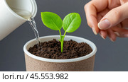 Young plant being nurtured with water and care in a small pot, AI. Стоковое AI-изображение, AI-художник Сергей Старуш / Фотобанк Лори