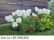 Paniculate hydrangea and marigolds on a flower bed near the fence on a sunny summer day. Стоковое фото, фотограф Кутина Татьяна / Фотобанк Лори