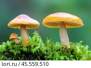 Мухоморы в лесу. Стоковое AI-изображение, AI-художник Щеголева Ольга / Фотобанк Лори