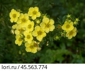 Cinquefoil in the garden with water drops. Стоковое фото, фотограф Argument / Фотобанк Лори