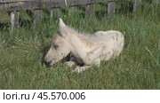 Sleeping newborn foal lying in grass. Стоковое видео, видеограф Михаил Коханчиков / Фотобанк Лори