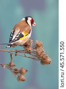Обыкновенный щегол (лат. Carduelis carduelis) Стоковое фото, фотограф Бородкин Андрей / Фотобанк Лори