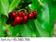 Image of a cherry cluster on a branch. Стоковое фото, фотограф Яков Филимонов / Фотобанк Лори