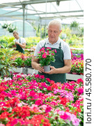 Senior florist in apron holding pot with Vinca in flower shop. Стоковое фото, фотограф Яков Филимонов / Фотобанк Лори
