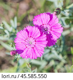 Гвоздика разноцветная в стадии цветения - Dianthus versicolor Fisch. ex Link (семейство Caryophyllaceae) . Новосибирская область,Западная Сибирь России. Стоковое фото, фотограф Евгений Мухортов / Фотобанк Лори