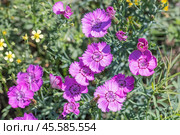 Гвоздика разноцветная в стадии цветения - Dianthus versicolor Fisch. ex Link (семейство Caryophyllaceae) . Новосибирская область,Западная Сибирь России. Стоковое фото, фотограф Евгений Мухортов / Фотобанк Лори