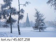 Зимний городской пейзаж. Большая новогодняя ёлка на заснеженной площади. Красивая рождественская ель, украшенная звездой. На переднем плане покрытые снегом деревья. Очень холодная погода. Морозный туман. Праздничное новогоднее и рождественское настроение. Город Иркутск, Иркутская область, Сибирь, Россия. Стоковое фото, фотограф Андрей Степанов / Фотобанк Лори